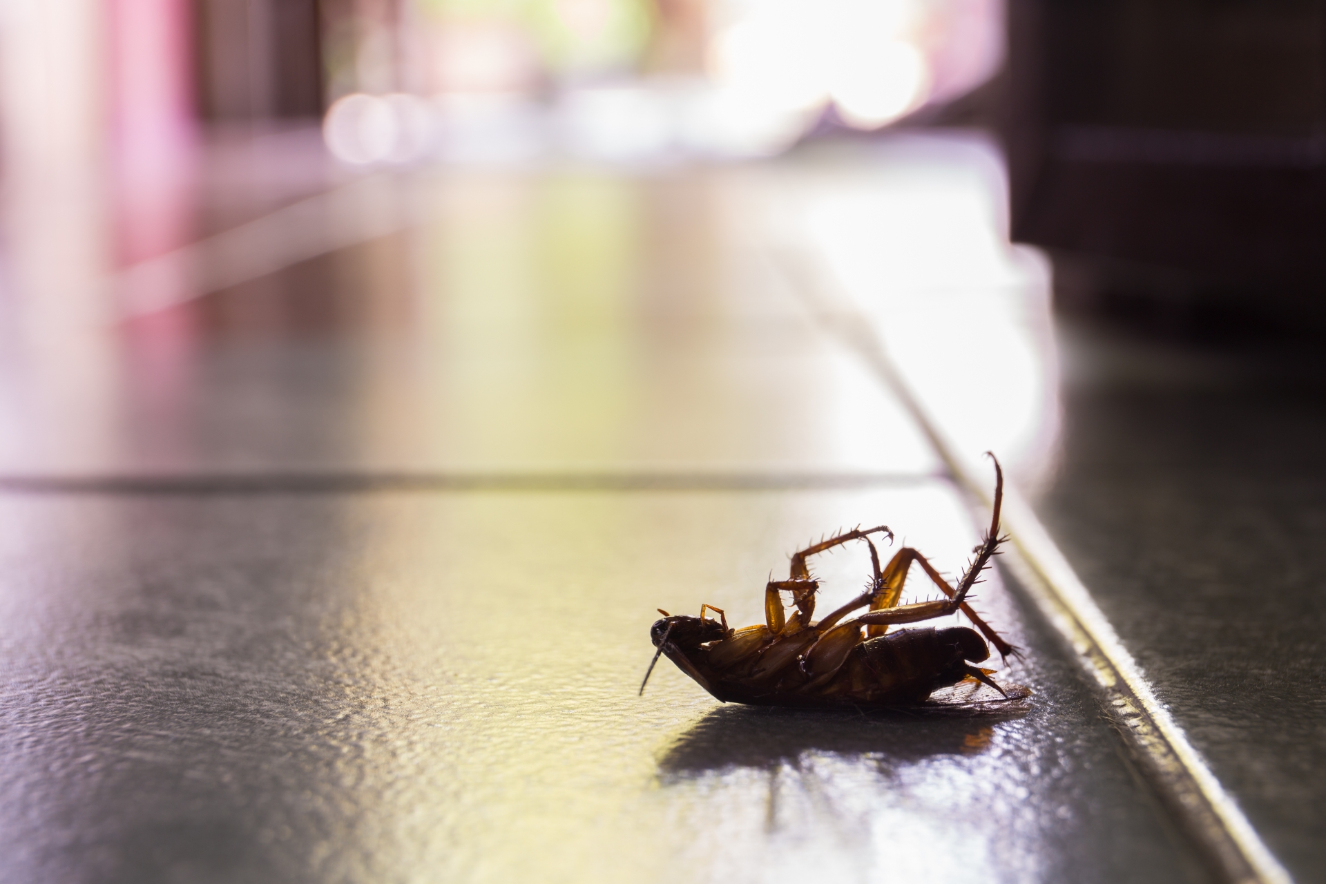 Cockroach Control, Pest Control in Becontree Heath, Becontree, RM8. Call Now 020 8166 9746