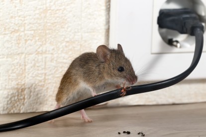 Pest Control in Becontree Heath, Becontree, RM8. Call Now! 020 8166 9746