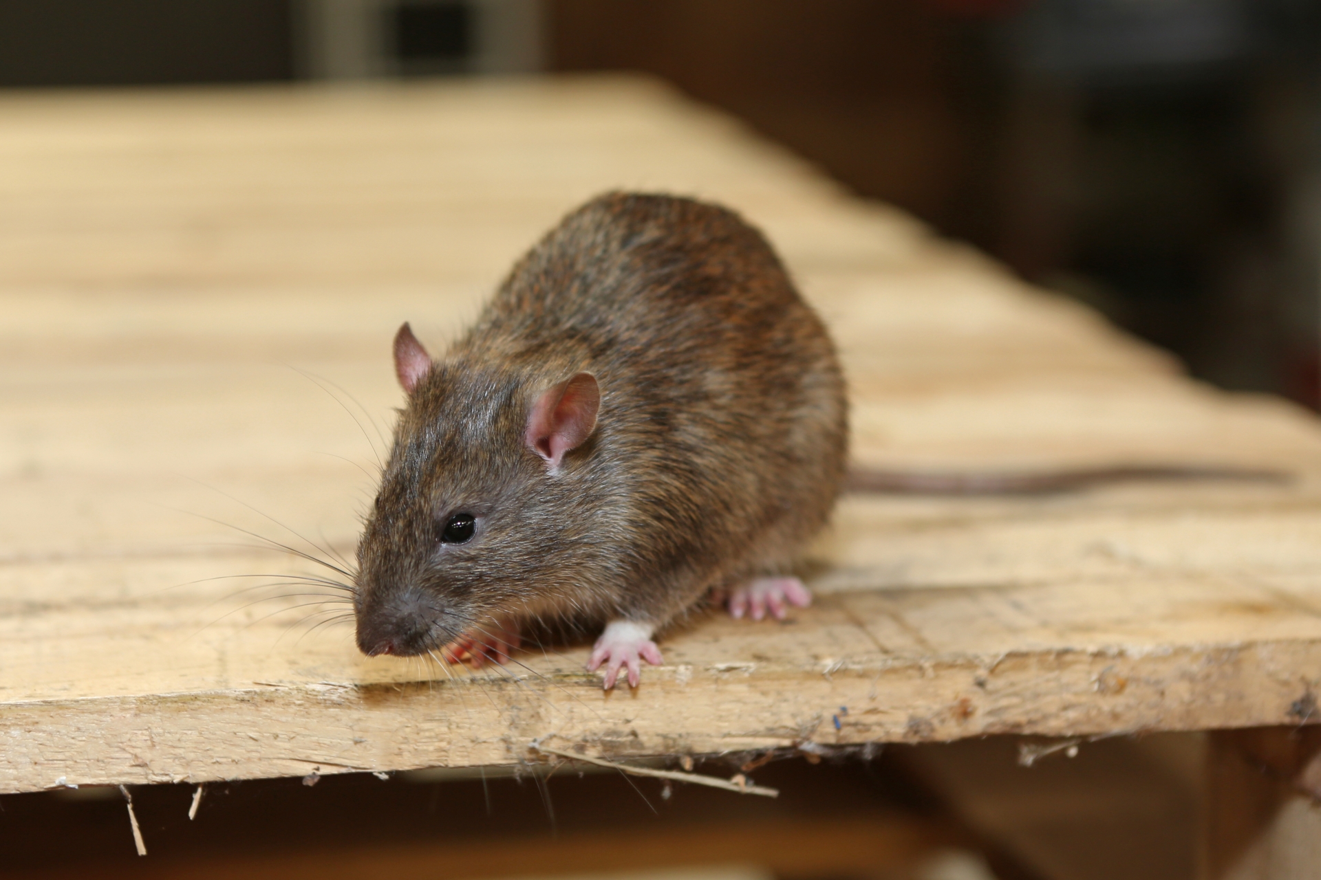 Rat Control, Pest Control in Becontree Heath, Becontree, RM8. Call Now 020 8166 9746