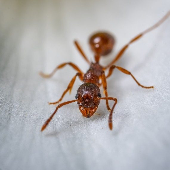 Field Ants, Pest Control in Becontree Heath, Becontree, RM8. Call Now! 020 8166 9746