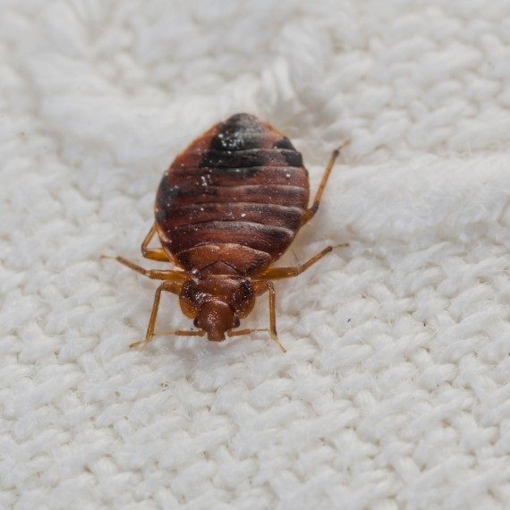 Bed Bugs, Pest Control in Becontree Heath, Becontree, RM8. Call Now! 020 8166 9746