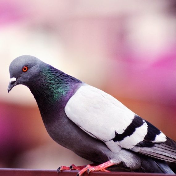 Birds, Pest Control in Becontree Heath, Becontree, RM8. Call Now! 020 8166 9746