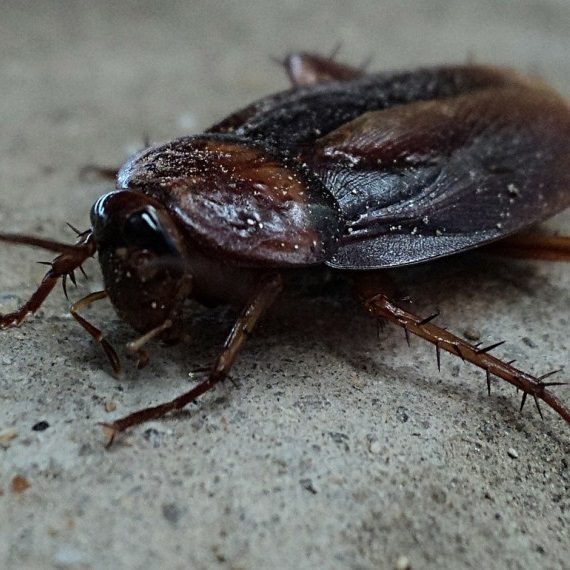 Cockroaches, Pest Control in Becontree Heath, Becontree, RM8. Call Now! 020 8166 9746