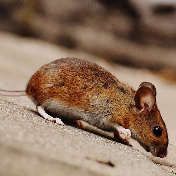 Mice, Pest Control in Becontree Heath, Becontree, RM8. Call Now! 020 8166 9746
