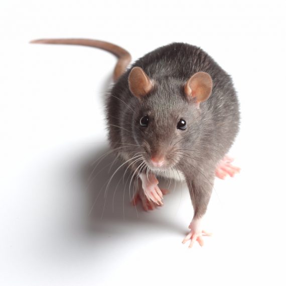 Rats, Pest Control in Becontree Heath, Becontree, RM8. Call Now! 020 8166 9746