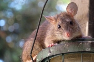 Rat extermination, Pest Control in Becontree Heath, Becontree, RM8. Call Now 020 8166 9746