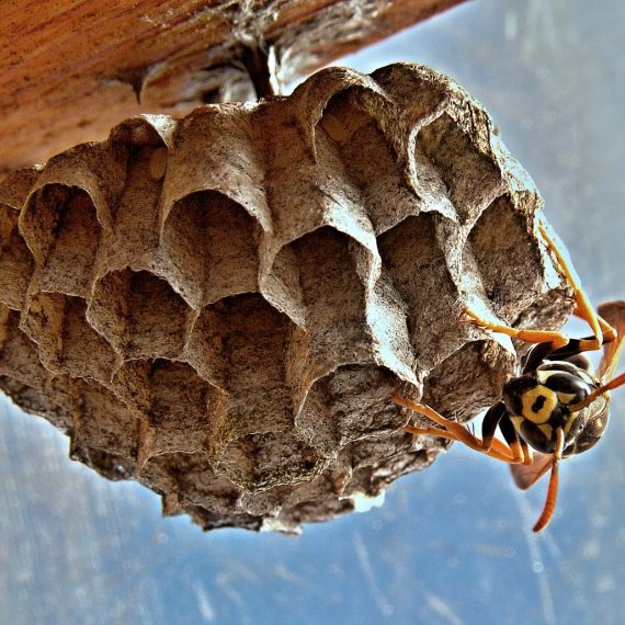 Wasps Nest, Pest Control in Becontree Heath, Becontree, RM8. Call Now! 020 8166 9746